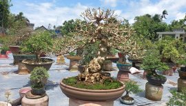 Mai chiếu thủy nu gò công!!