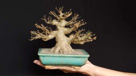 Mai chiếu thủy lá trung