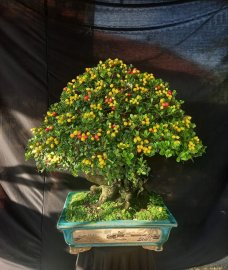 Tác phẩm Hải Châu