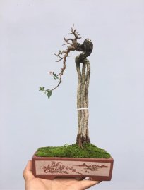 Hồng Ngọc Mai