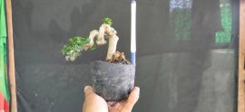 Gl ae sam hương 200k bao phí