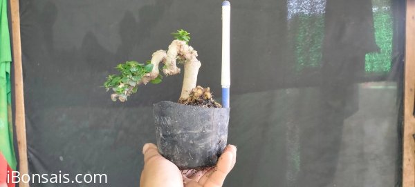 Gl ae sam hương 200k bao phí