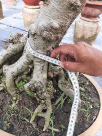Mai chiếu thủy nu gò công thành phẩm!