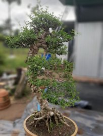 Mai chiếu thủy nu gò công thành phẩm!
