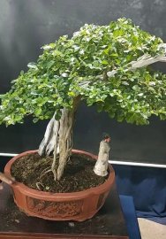 Sam ngọc tàn mịn, lũa xoắn