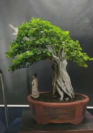 Sam ngọc tàn mịn, lũa xoắn