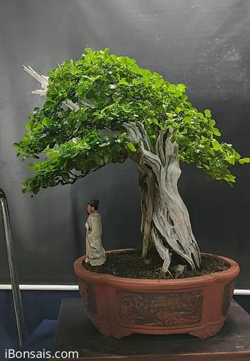 Sam ngọc tàn mịn, lũa xoắn
