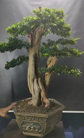 Trắc nghệ lớn đẹp, mịn tàn