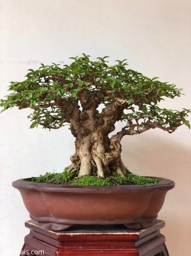 MAI CHIẾU THUỶ NU GÒ CÔNG
