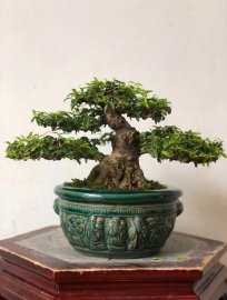 MAI CHIẾU THUỶ TRUNG NU