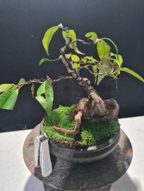 E còn 2 cây vú sữa này nữa là hết hàng
