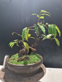 E còn 2 cây vú sữa này nữa là hết hàng