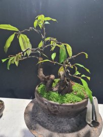 E còn 2 cây vú sữa này nữa là hết hàng