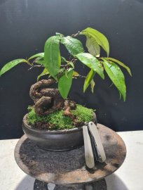 E còn 2 cây vú sữa này nữa là hết hàng