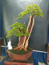 Bonsai lũa đẹp giá mềm, mời ace vào xem live nhé!