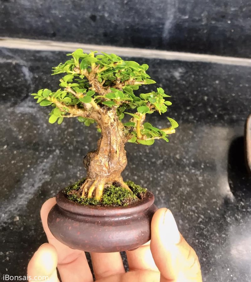 Sam hương mini