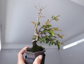 Em Tường Vi siêu mini đang ra lộc mới...