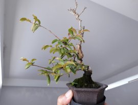 Em Tường Vi siêu mini đang ra lộc mới...