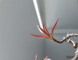 Lộc Vừng dáng nhân văn...