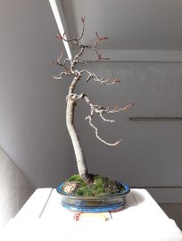 Lộc Vừng dáng nhân văn...