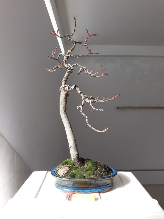 Lộc Vừng dáng nhân văn...