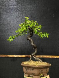 Hải châu sông cầu dáng văn nhân