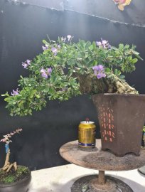 Giao lưu cây linh sam siêu hoa rin tàn bay
