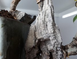 Hoa Giấy đỏ zin...