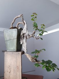 Hoa Giấy đỏ zin...