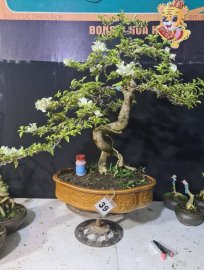 Giao lưu hoa giây cẩm thạch cao 70 tàn 70