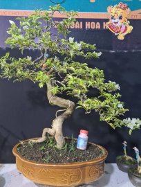 Giao lưu hoa giây cẩm thạch cao 70 tàn 70