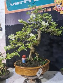 Giao lưu hoa giây cẩm thạch cao 70 tàn 70