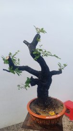 Cẩm thị đã sống khoẻ