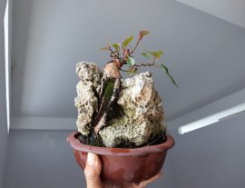 Bồ Đề ký đá...