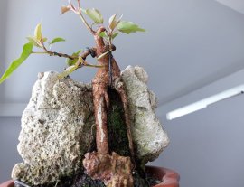 Bồ Đề ký đá...