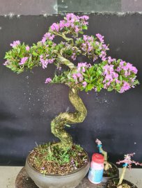 Bé sam đang hoa đây ạ