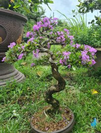 Bé sam đang hoa đây ạ