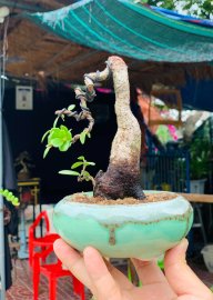 Hải châu