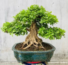 Tp: nguyệt quế lá xoắn bông chùm