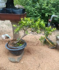 Hải châu lá nhỏ ninh thuận