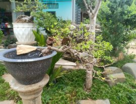 Hải châu mini