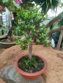 Hải châu dáng trực