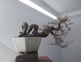 Hoa giấy khoe xương.