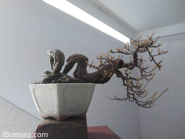 Hoa giấy khoe xương.