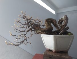 Hoa giấy khoe xương.