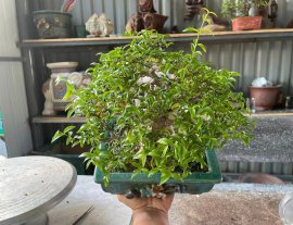 Mai chiếu thủy