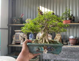 Mai chiếu thủy