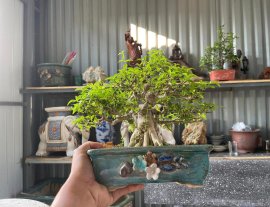 Mai chiếu thủy