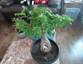 Bonsai hoa giấy nhiều màu dáng tập gym