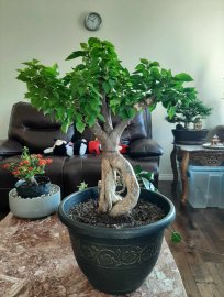 Bonsai hoa giấy nhiều màu dáng tập gym
